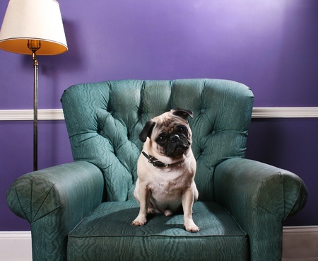 A pug dog sits on a green overstuffed chair in front of a purple wall. Cocks his head in a cute manner.の写真素材
