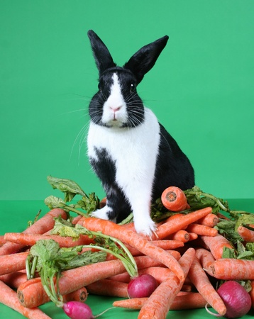 Black and white Dutch bunny rabbit sitting atop a pile of carrots and other vegetables against green background.の写真素材