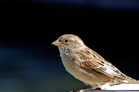 Female house sparrow on dark background on a sunny dayの写真素材