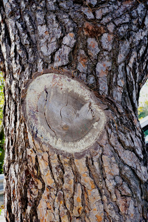 Rough wood texture of a tree with a cut branch. Detail of the circular knot.