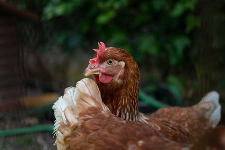 Nice hen portrait on green leaves backgroundの写真素材