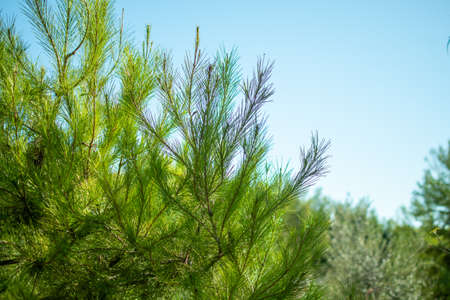 pine tree branches in a mediterranean forrestの写真素材