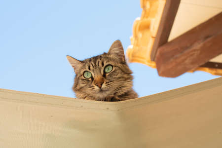Cute beautiful cat with green eyes enjoying himself outdoorの写真素材