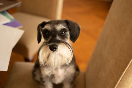 Cute dog Miniature schnauzer sitting on a chair in living roomの写真素材