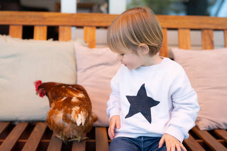 Little boy is playing with a hen in the garden at homeの写真素材