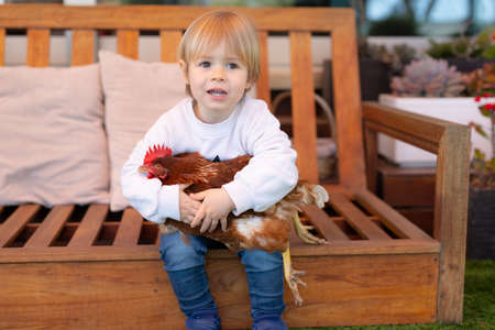 Little boy is playing with a hen in the garden at homeの写真素材