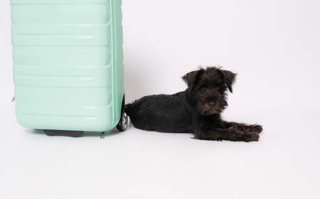 Cute puppy dog sitting on the floor near suitcase isolated over white background.の写真素材