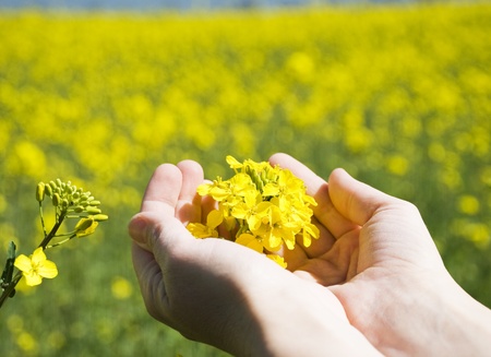 Bright yellow Brassica napus flowers in their hands の写真素材