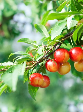 Sprig with wild plums の写真素材