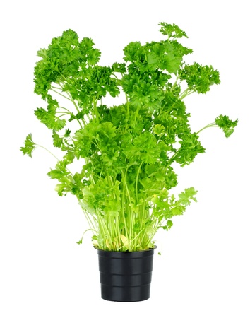 Parsley in a pot. Isolated on white の写真素材