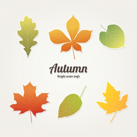 Autumn, bright leafs のイラスト素材