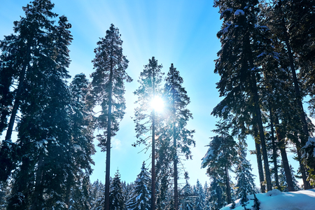 Landscape of mountains against the blue sky and white clouds. A bright winter picture. Pine forest in winter. The sun and sunlight make their way through tall treesの写真素材