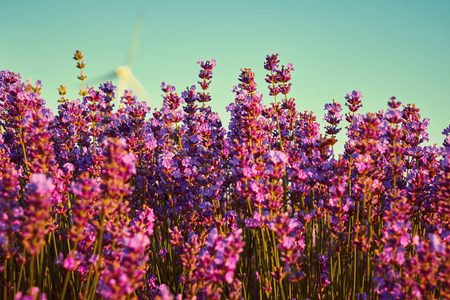 Bright lavender field at sunset. Bright abstract background ideal for any design. Basic background for designの写真素材