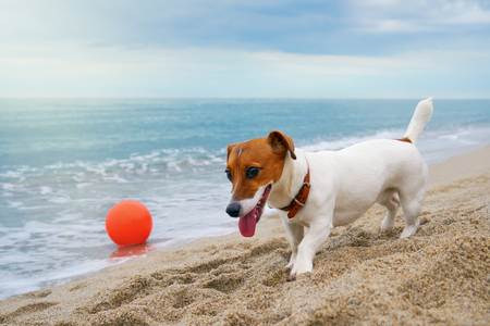 Portrait of Jack Russell Terrier dog stands near the ball on the beach at sunset of the day.  Background of beautiful sky with clouds. Working idea and concept for your designの写真素材