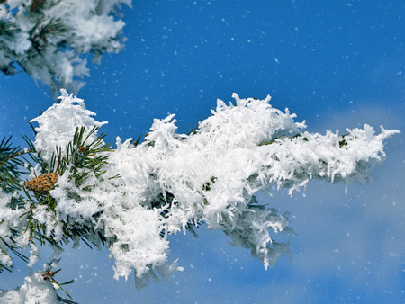 Christmas tree branches covered with snow against a blue sky background close-up. Bright abstract background ideal for any designの写真素材