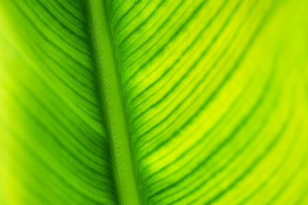 Bright background and lines of a green leaf of a palm tree. Texture of palm leaf close-up. Bright...