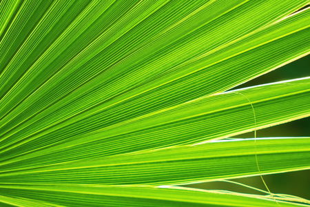 Bright background and lines of a green leaf of a palm tree. Texture of palm leaf close-up. Bright abstract background ideal for any designの写真素材