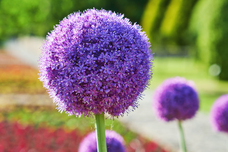 Violet flowers of the allyl-moon field, Allium. Beautiful mauve flowers in the form of a bowl of wild onions in the botanical garden on the lawnの写真素材