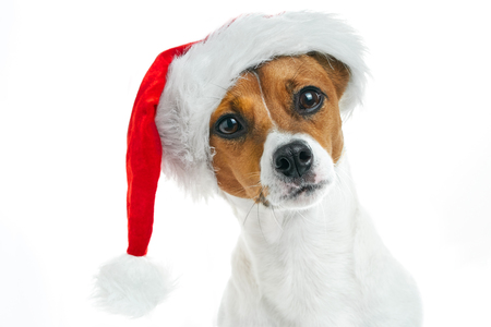 Christmas card. Portrait of a Jack Russell breed dog with a red Santa hat on a white background. Background for your text and design.の写真素材