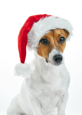 Christmas card. Portrait of a Jack Russell breed dog with a red Santa hat on a white background. Background for your text and design.の写真素材