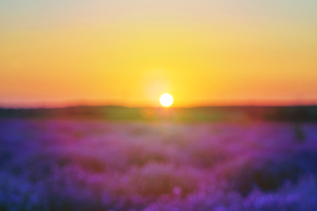 Blurred bright lavender field at sunset. Bright abstract background ideal for any design. Basic background for designの写真素材