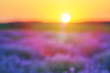 Blurred bright lavender field at sunset. Bright abstract background ideal for any design. Basic background for designの写真素材