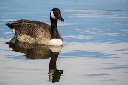 Goose floating on pond at park in Lone Tree Coloradoの写真素材