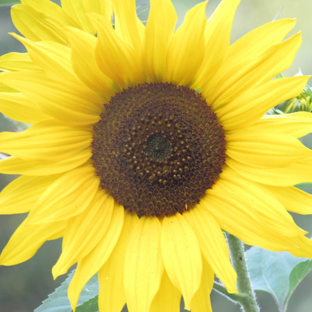 Sunflower Soloの写真素材