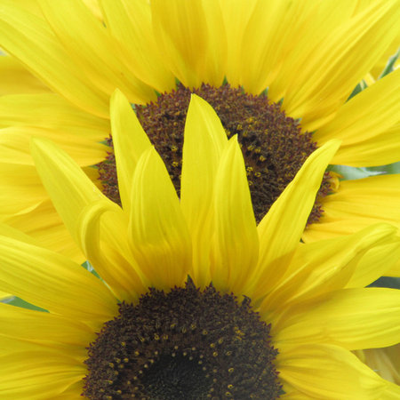 Pocket pair Sunflowerの写真素材