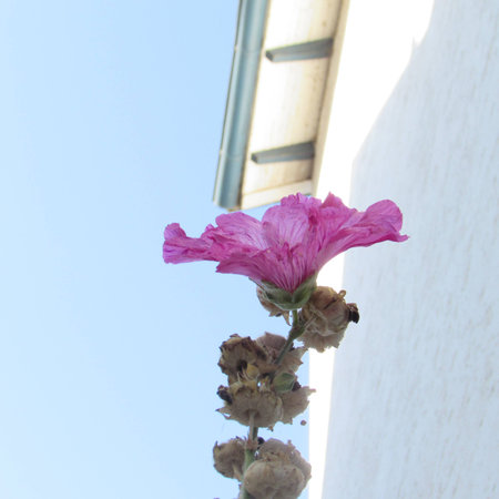 Tuscany flowerの写真素材