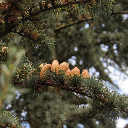 Pine cones in a rowの写真素材