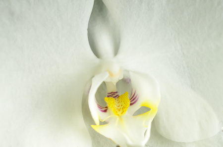 Closeup of Orchid Petal; White Backgroundの写真素材