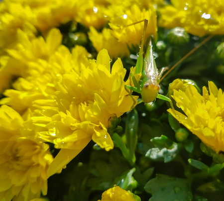 Green Grasshopper on Yellow Mumの写真素材