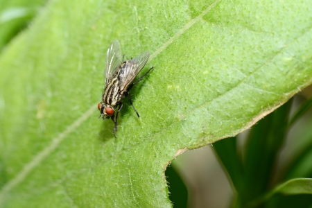 Fly rest on the green leafの写真素材