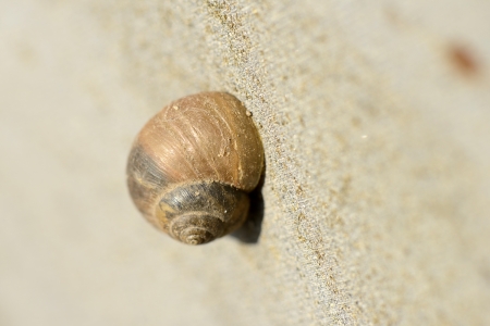 Snail on the wall
