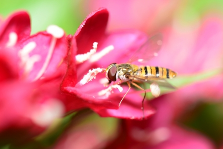 Bee is collecting nectar from flowers  の写真素材