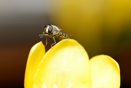 The hoverfly falls in flowers の写真素材
