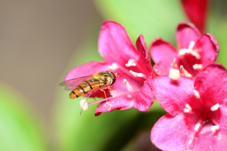 Hoverfly on red flowers 
の写真素材