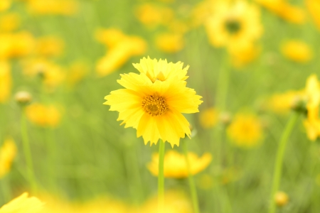 Flowers in the flower の写真素材