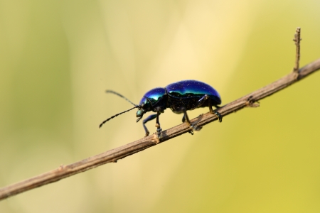 Beetles crawling on its branches 
の写真素材