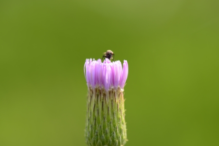 The bees on the flowers 
の写真素材