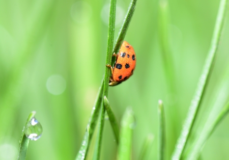 Ladybug crawling on the grass shoots の写真素材