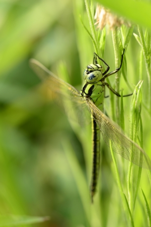 Dragonfly rests in the grass の写真素材