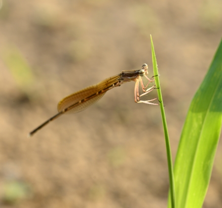 Dragonfly branches in the grass to have a rest 
の写真素材