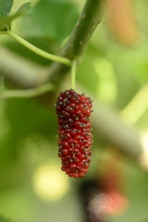Mulberry fruit features の写真素材