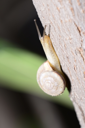 The snail crawling on the tree trunk の写真素材