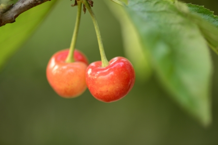 Mature large cherry hanging on the branches の写真素材