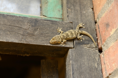 A gecko on the door frame の写真素材