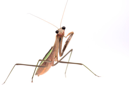 Mantis on a white 

