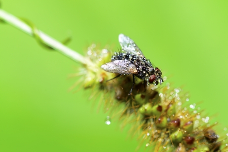 The fly stay on grass shoots の写真素材